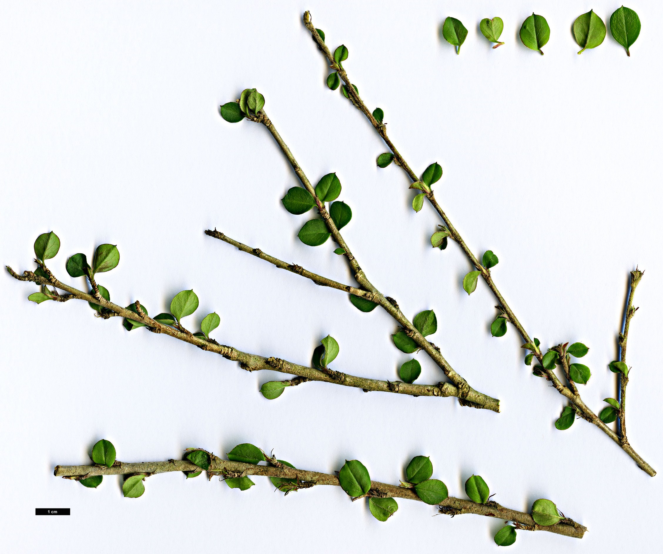 High resolution image: Family: Rosaceae - Genus: Cotoneaster - Taxon: cordifolius